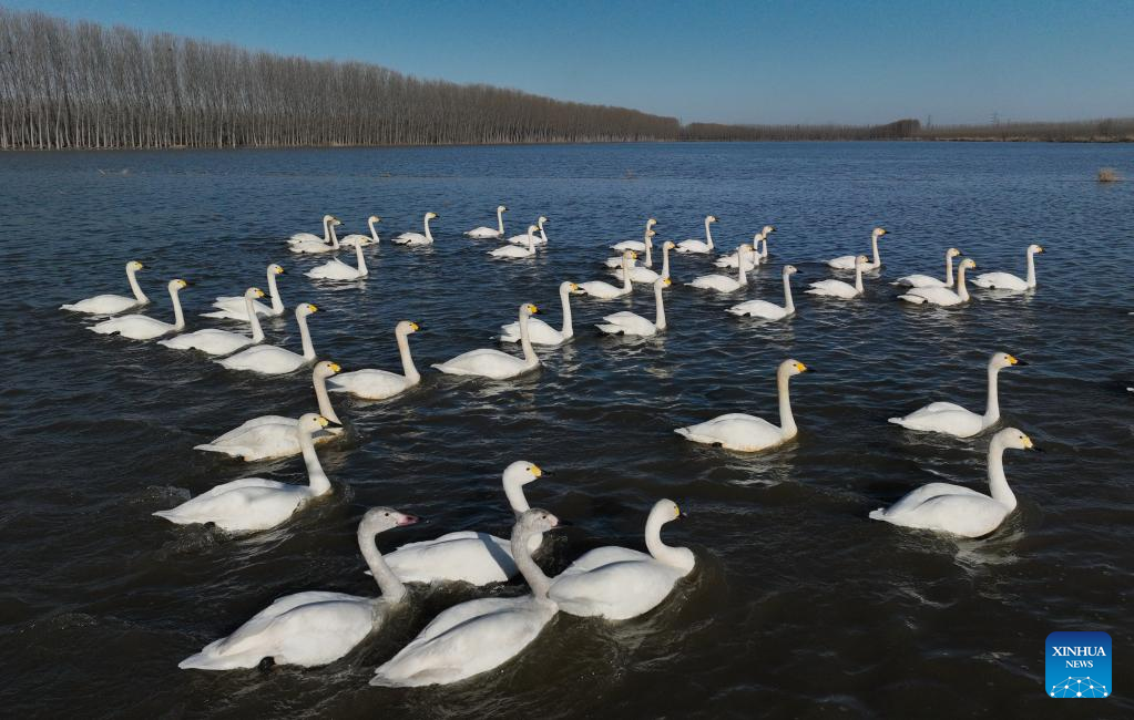 In pics: swans at Caofeidian wetland in N China