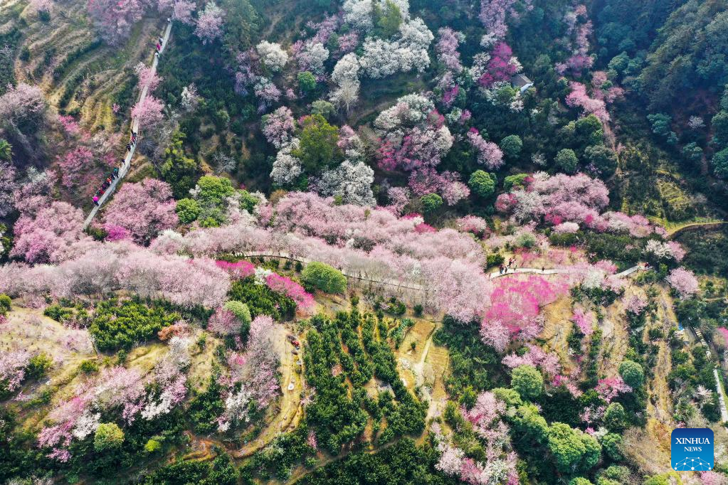 Spring flowers enchant people across China