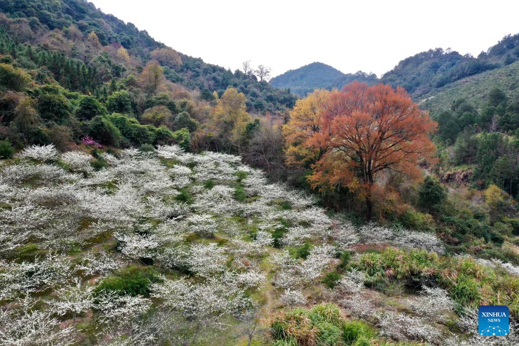 Spring flowers enchant people across China