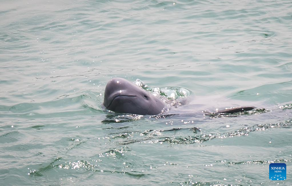 Number of finless porpoises in China exceeds 1,200