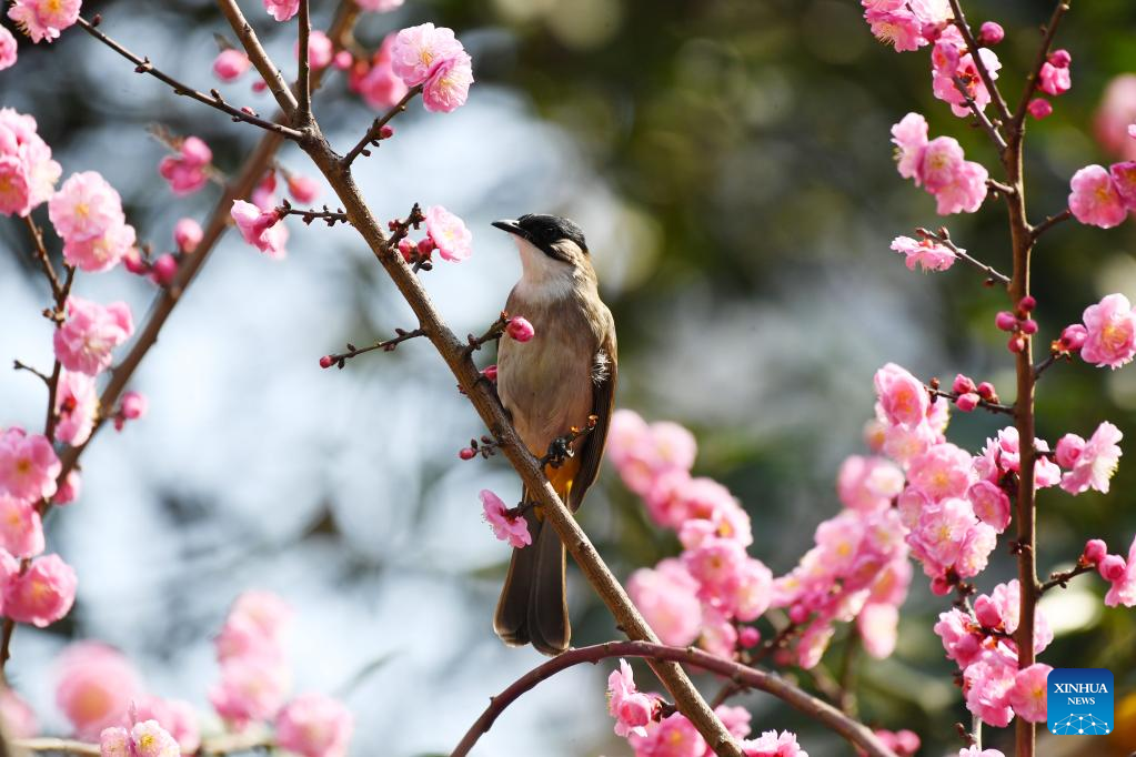 Spring scenery of birds and blossoms across China