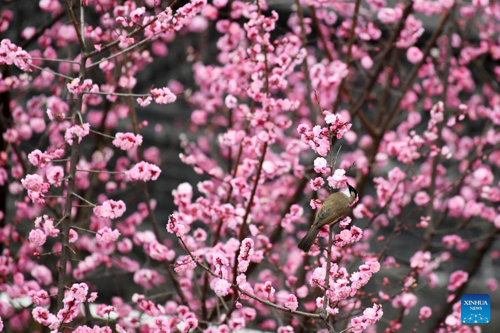 Spring scenery of birds and blossoms across China