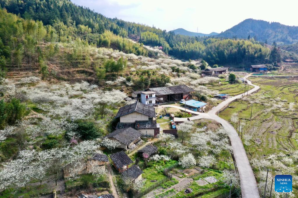 Ancient villages attract tourists as plum trees in blossom in Yongtai County, SE China
