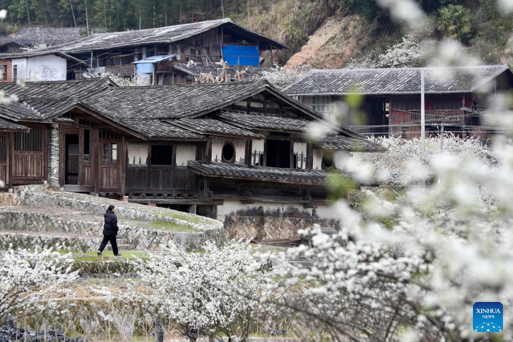 Ancient villages attract tourists as plum trees in blossom in Yongtai County, SE China