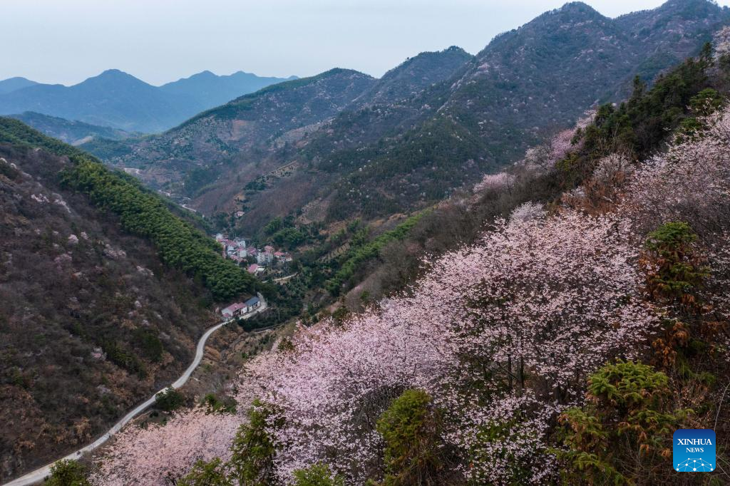 Local residents increase incomes with seasonal sight-seeing routes in Sandu Township, E China