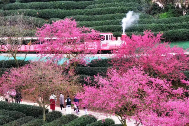 Cherry blossoms turn to gold in Fujian