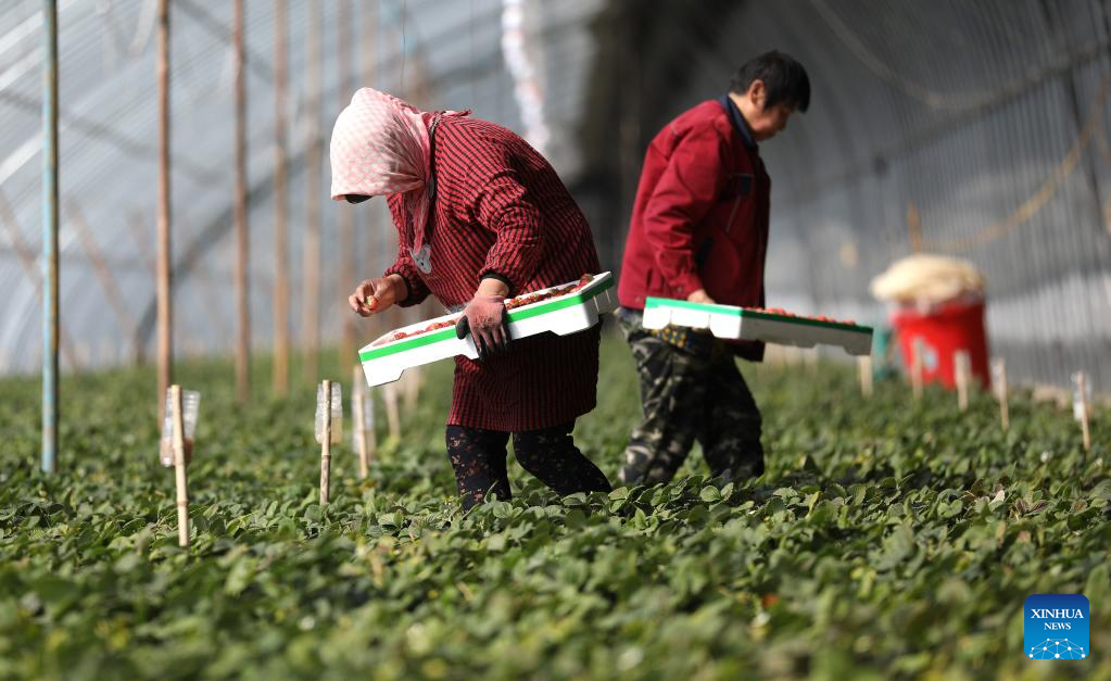 Villagers busy picking strawberries to meet market demands in Tai'an, NE China