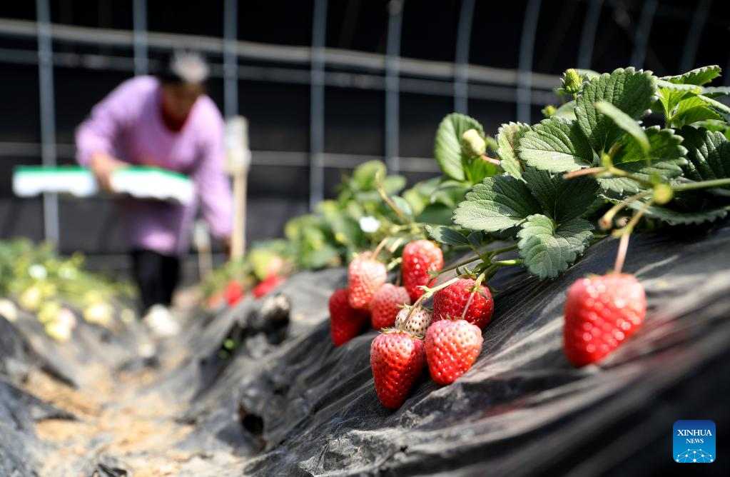 Villagers busy picking strawberries to meet market demands in Tai'an, NE China