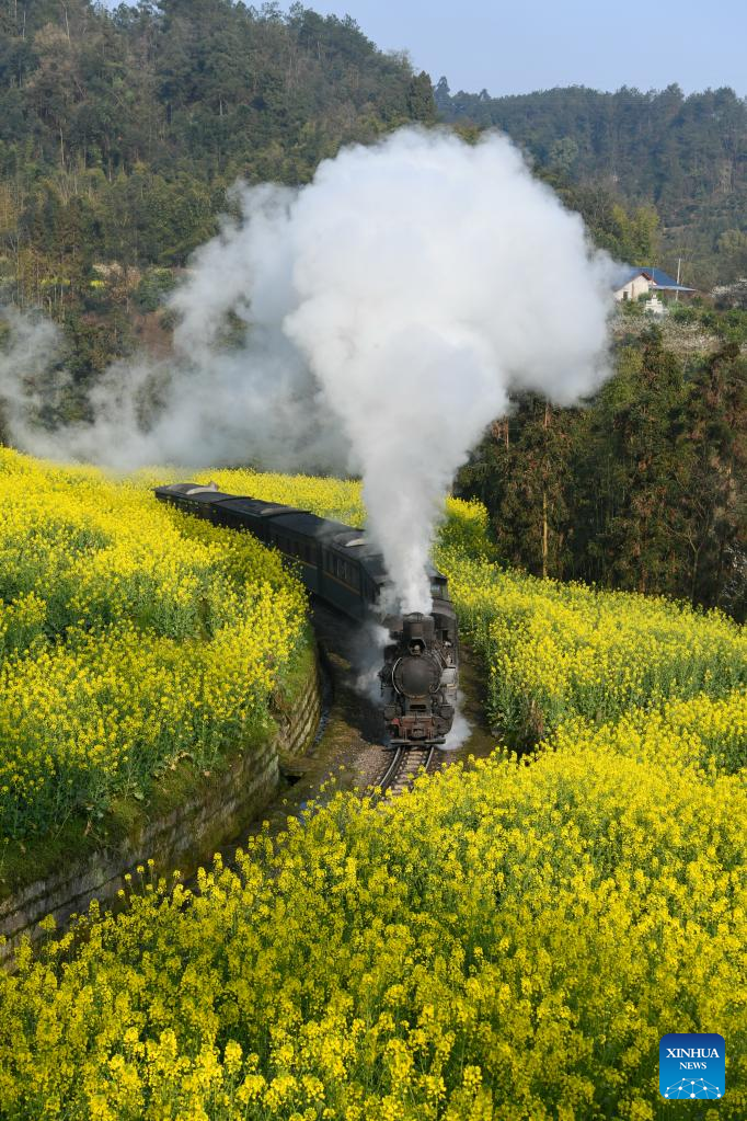 Steam train runs past cole flower fields in Sichuan, SW China