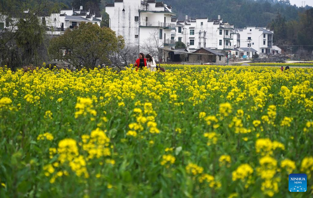 Spring scenery in Wuyuan in E China attracts lots of visitors