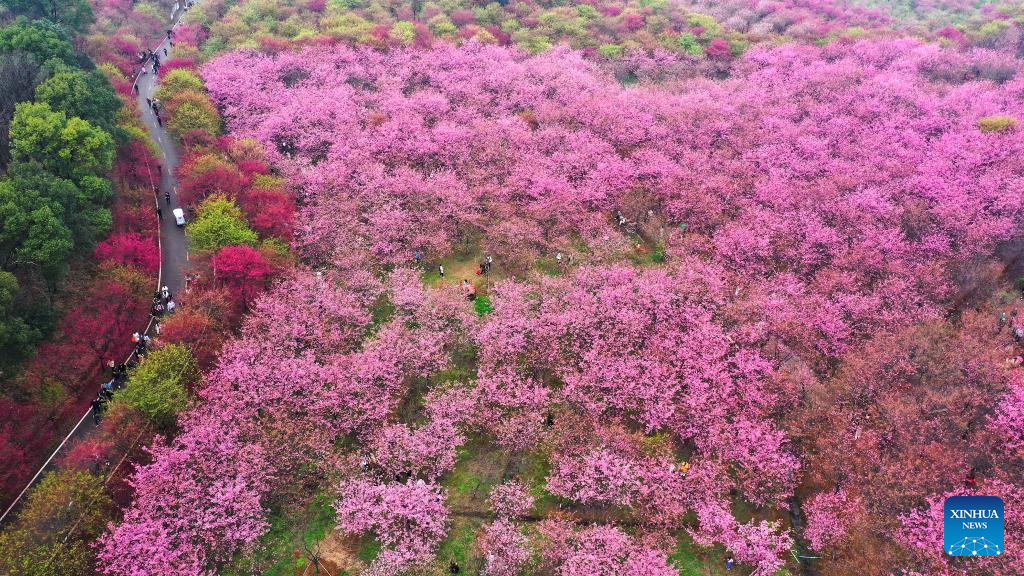 Scenery of cherry blossoms in Hunan, C China