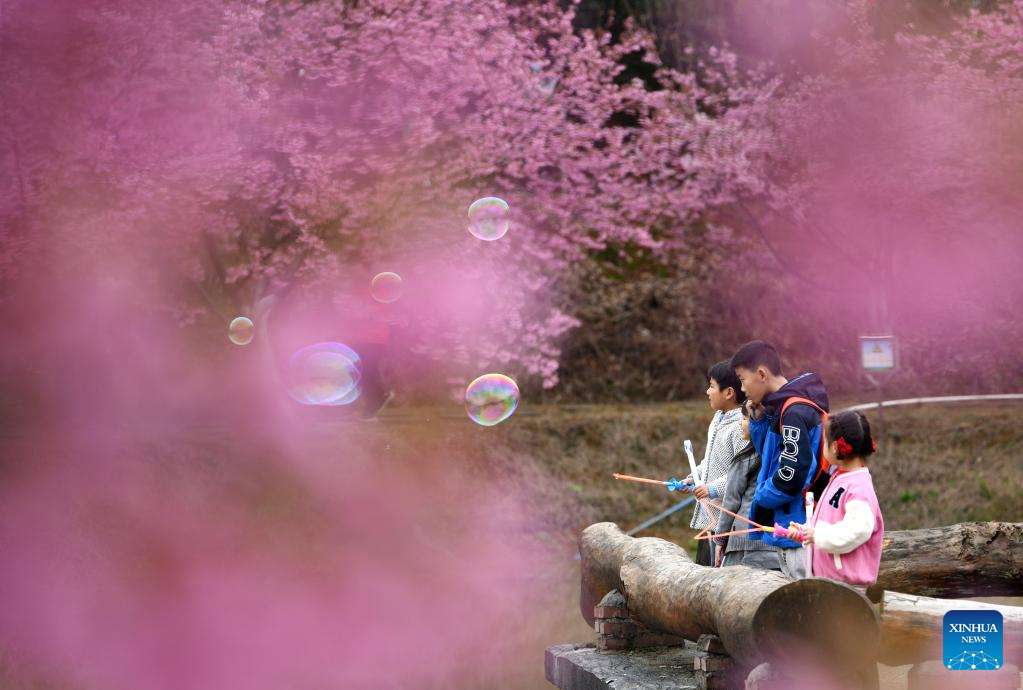 Scenery of cherry blossoms in Hunan, C China