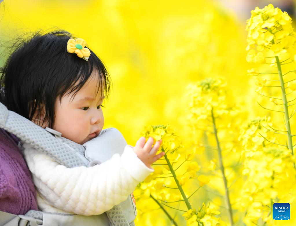 People enjoy cole flower view in SW China's Sichuan