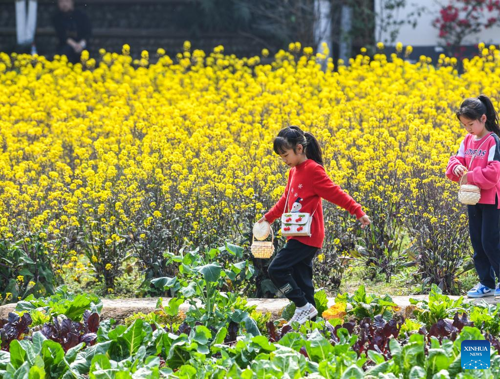 People enjoy cole flower view in SW China's Sichuan