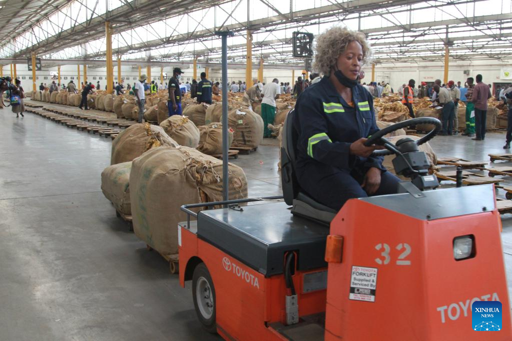 Feature: Women farmers reap big benefits from tobacco as Zimbabwe's auction season starts