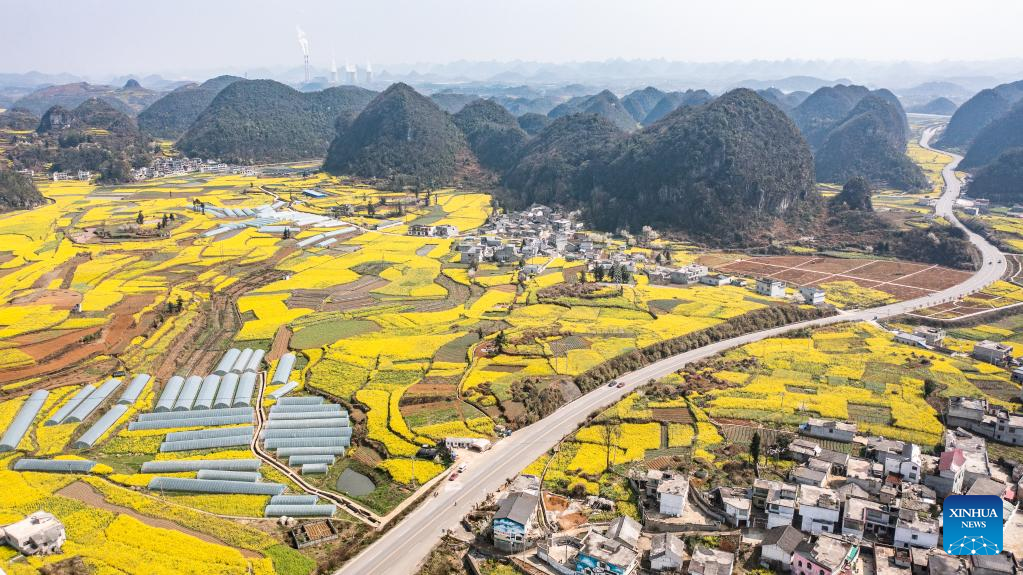 Scenery of cole flower fields in SW China