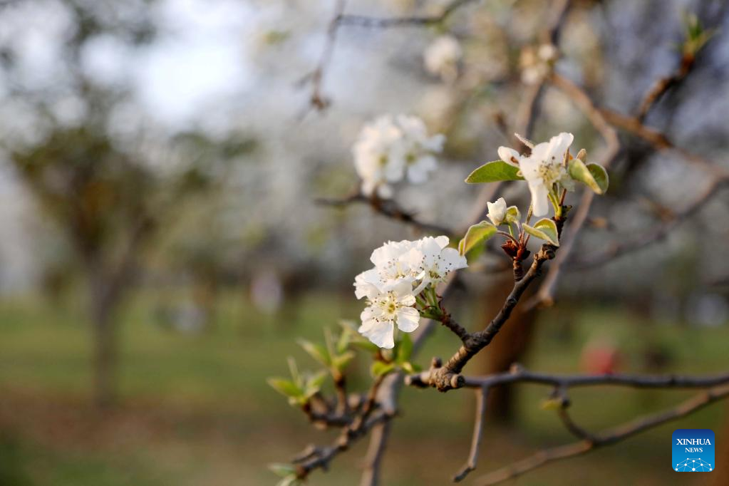 View of apricot flowers in Islamabad, Pakistan