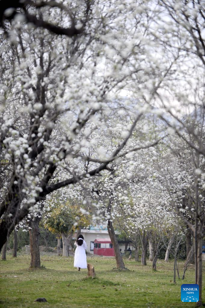 View of apricot flowers in Islamabad, Pakistan