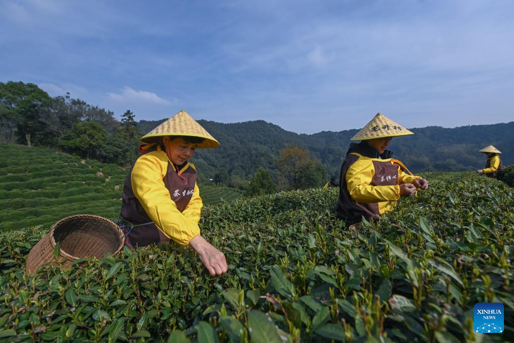 Farmers in Hangzhou start harvesting Longjing tea leaves ahead of Qingming Festival