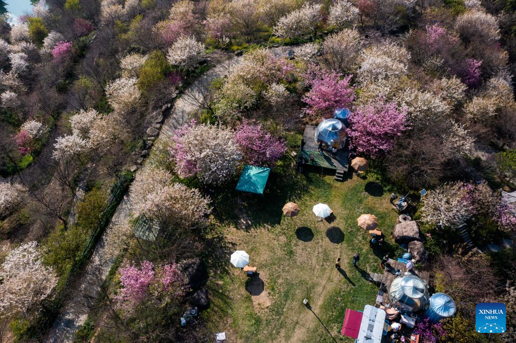 Cherry blossoms attract tourists in Hangzhou, east China