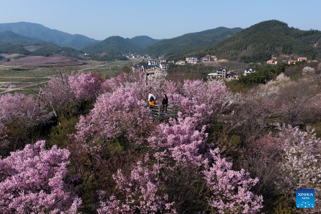 Cherry blossoms attract tourists in Hangzhou, east China