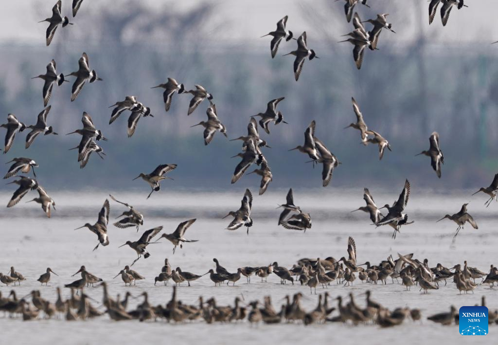 Migratory birds gather in Poyang Lake area, E China