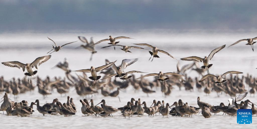 Migratory birds gather in Poyang Lake area, E China