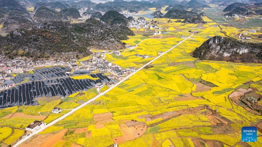 Scenery of cole flower fields in SW China