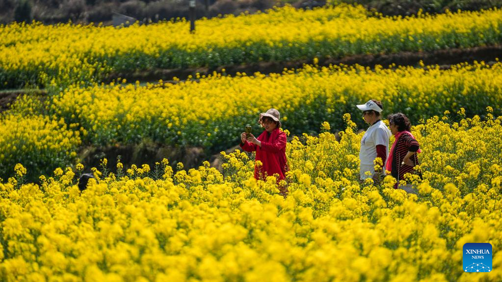 Scenery of cole flower fields in SW China