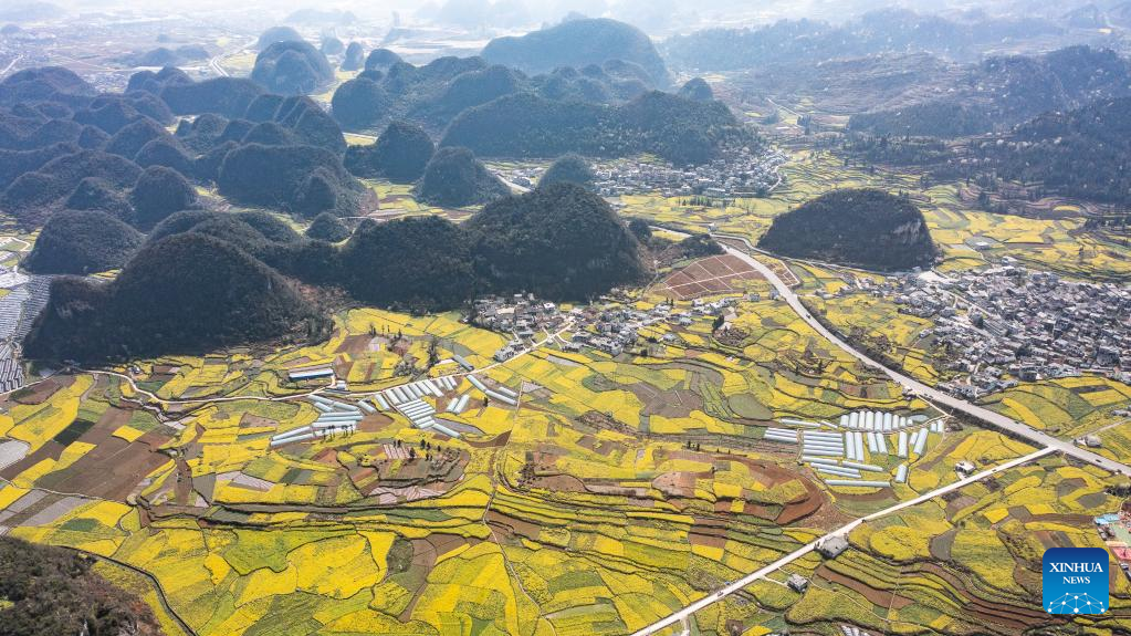 Scenery of cole flower fields in SW China
