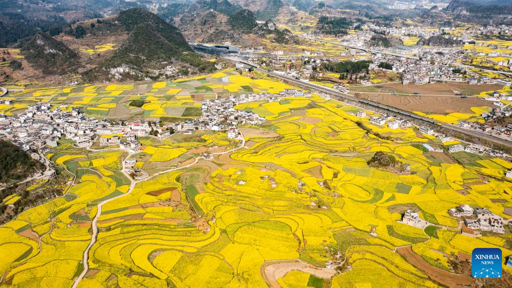 Scenery of cole flower fields in SW China