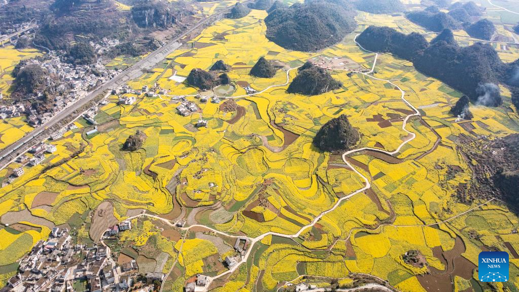 Scenery of cole flower fields in SW China