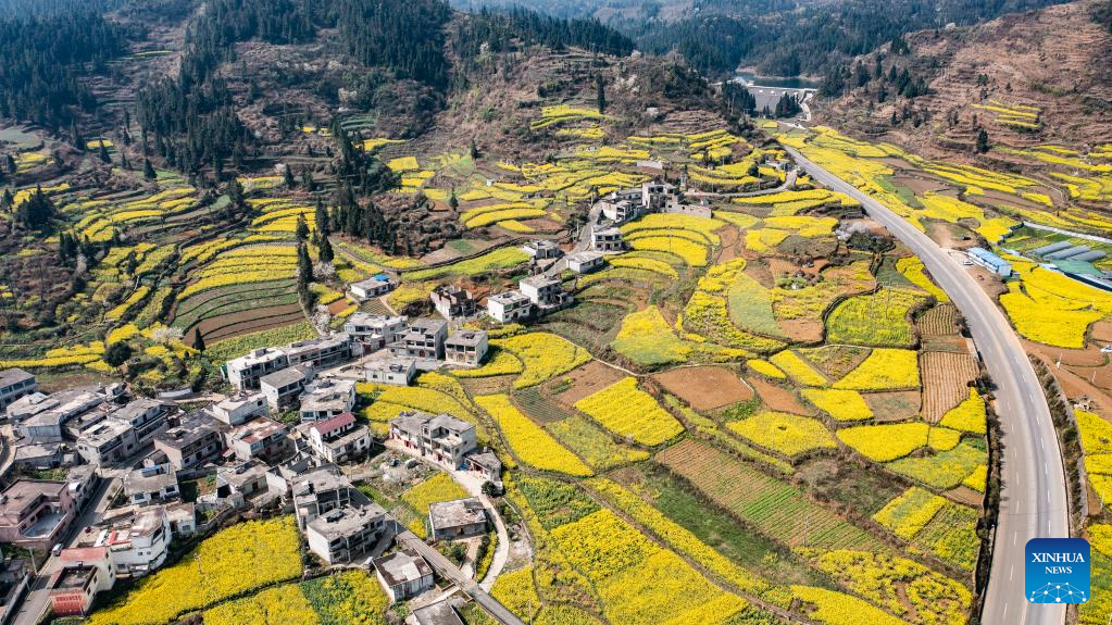 Scenery of cole flower fields in SW China