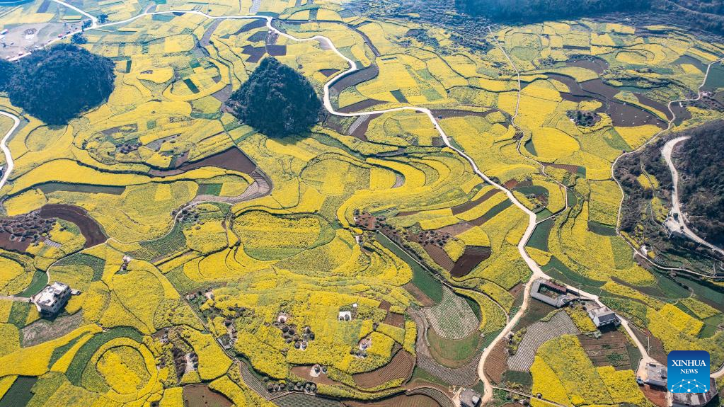 Scenery of cole flower fields in SW China