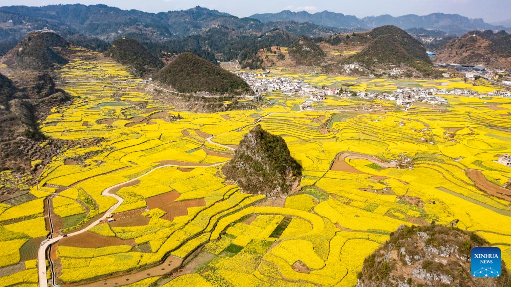 Scenery of cole flower fields in SW China
