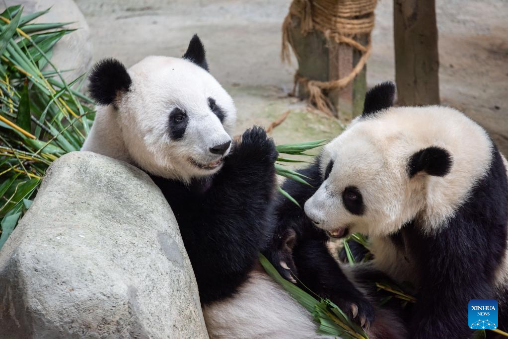 In pics: giant panda family in Kuala Lumpur, Malaysia