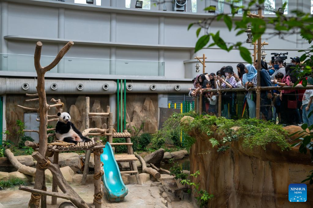 In pics: giant panda family in Kuala Lumpur, Malaysia