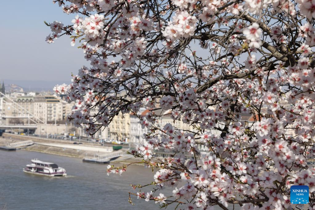 View of blooming almond flowers in Budapest, Hungary