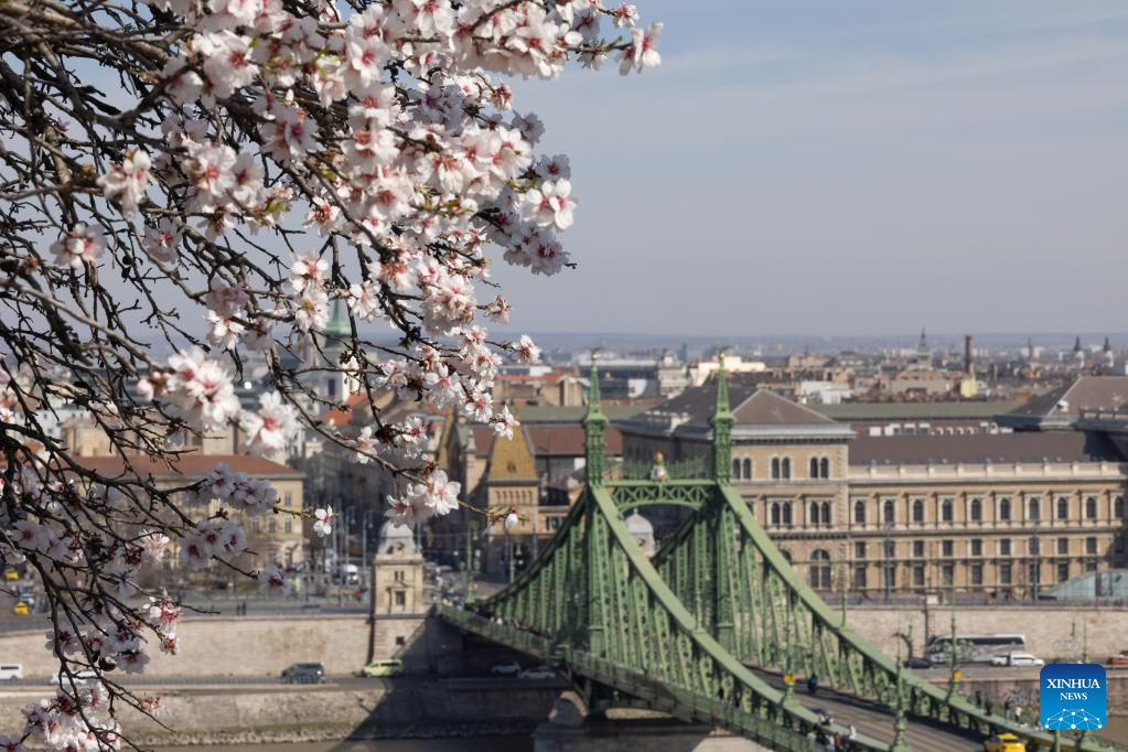 View of blooming almond flowers in Budapest, Hungary