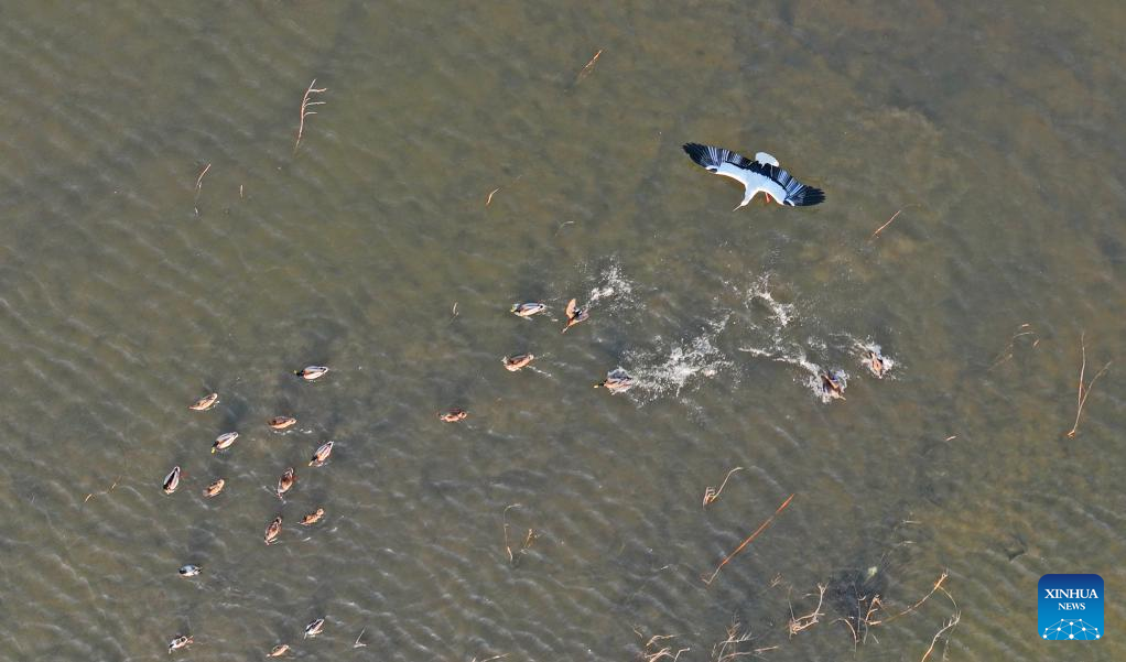 Migrant birds seen at Huanzidong wetland in NE China’s Liaoning