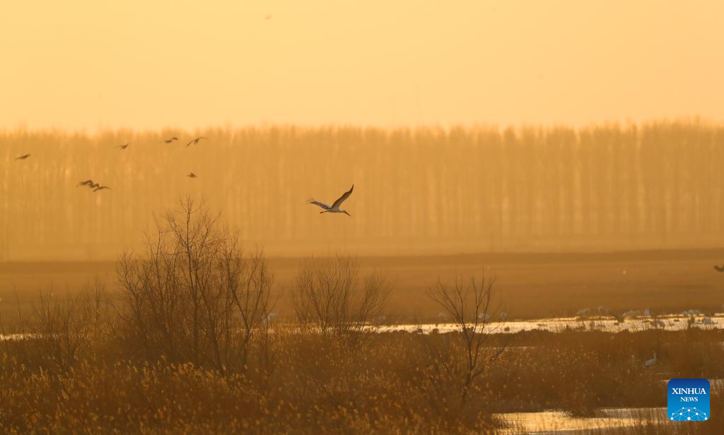Migrant birds seen at Huanzidong wetland in NE China’s Liaoning