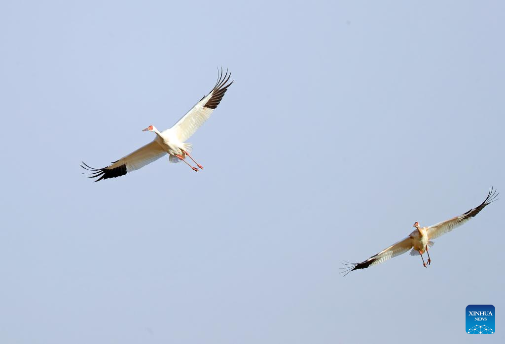 Migrant birds seen at Huanzidong wetland in NE China’s Liaoning