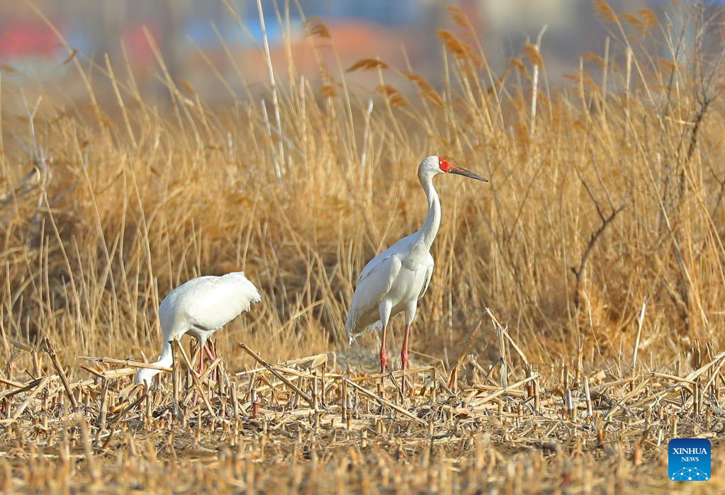 Migrant birds seen at Huanzidong wetland in NE China’s Liaoning
