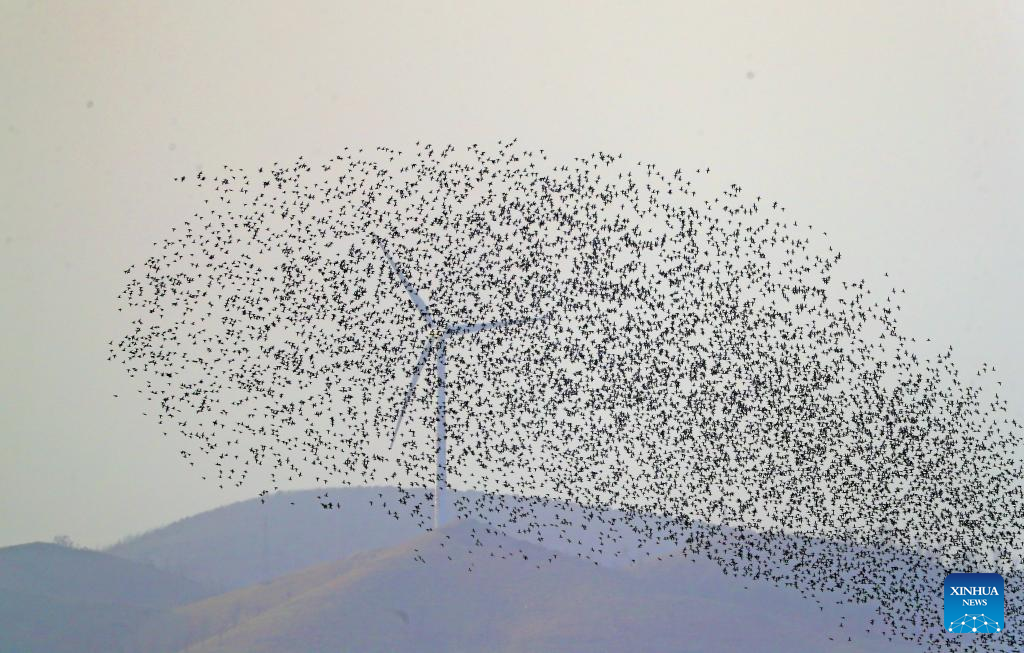 Migrant birds seen at Huanzidong wetland in NE China’s Liaoning