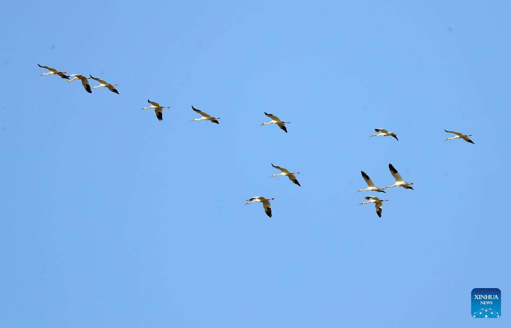 Migrant birds seen at Huanzidong wetland in NE China’s Liaoning