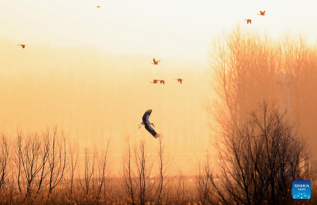 Migrant birds seen at Huanzidong wetland in NE China’s Liaoning