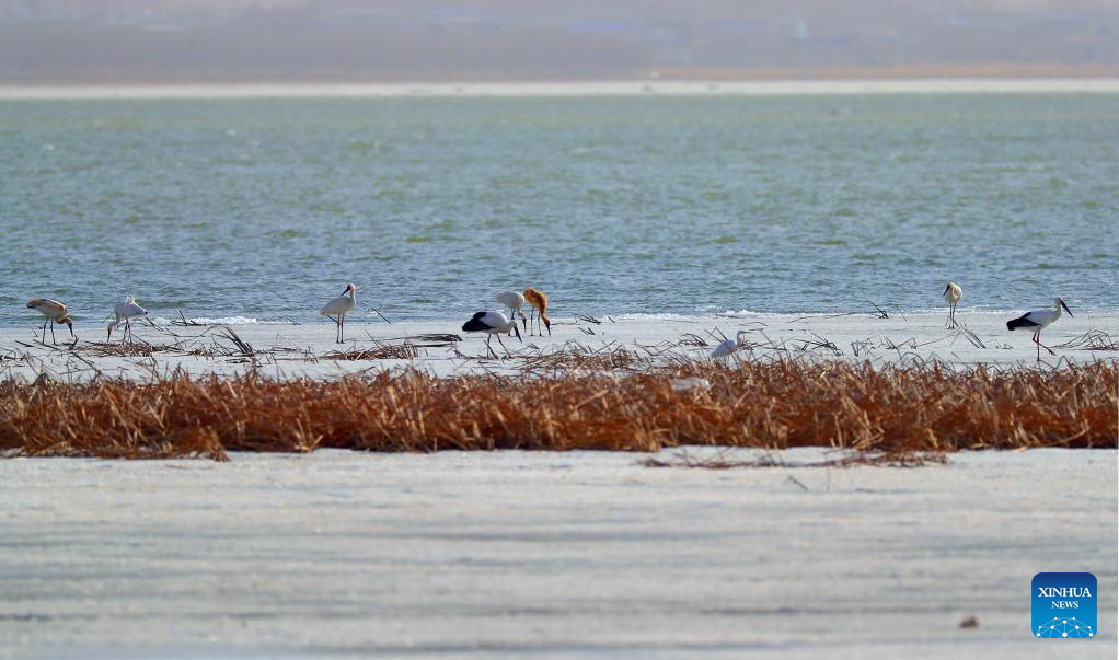 Migrant birds seen at Huanzidong wetland in NE China’s Liaoning