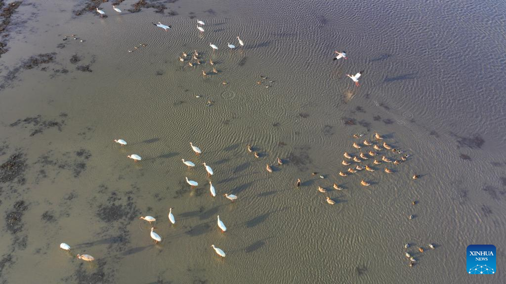 Migrant birds seen at Huanzidong wetland in NE China’s Liaoning