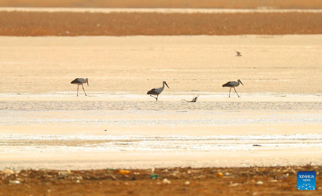 Migrant birds seen at Huanzidong wetland in NE China’s Liaoning