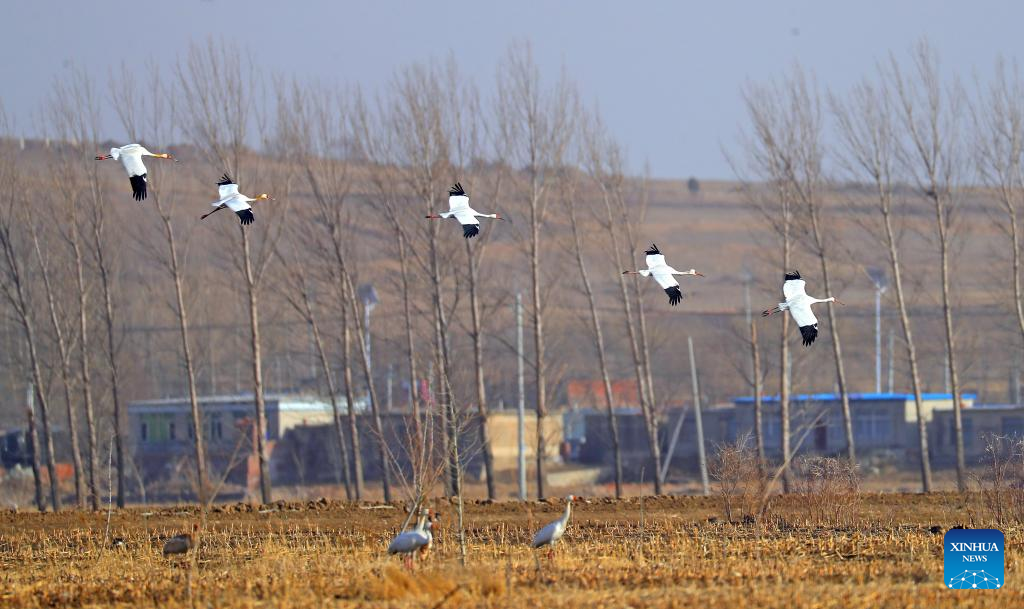Migrant birds seen at Huanzidong wetland in NE China’s Liaoning
